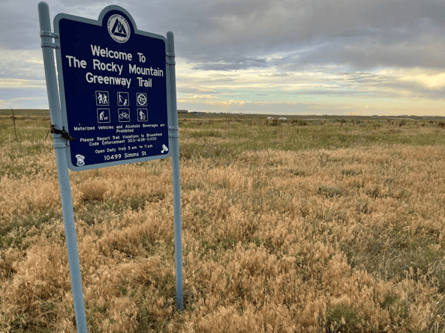 Cheatgrass