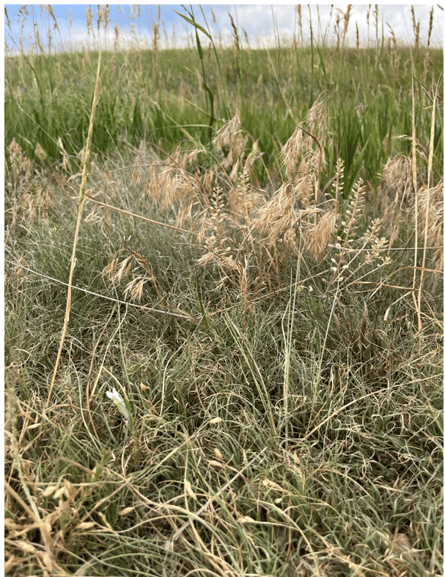 Mixed Grasses